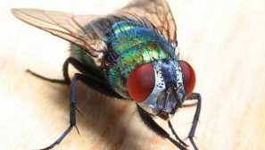 Raptor от мравки гел и гранули от мравки raptor